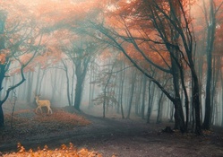 Deer in Fall Forest