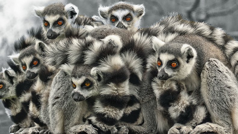 lemurs.jpg