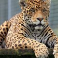 Jaguar king