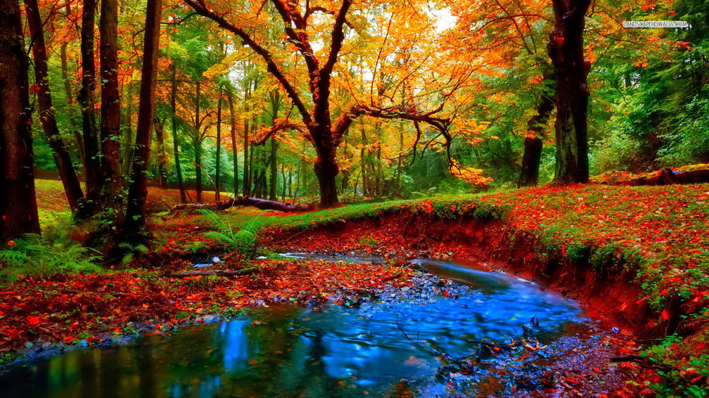 Small Stream in Autumn Forest