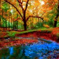 Small Stream in Autumn Forest