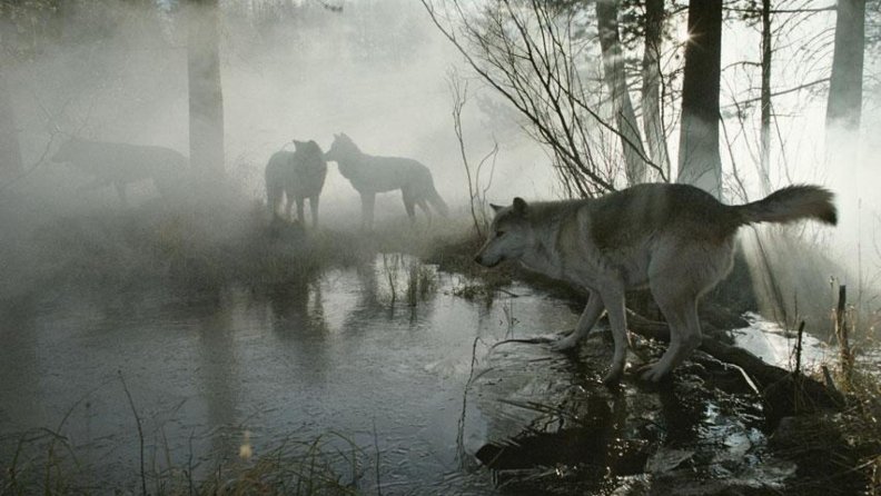 forest wolves