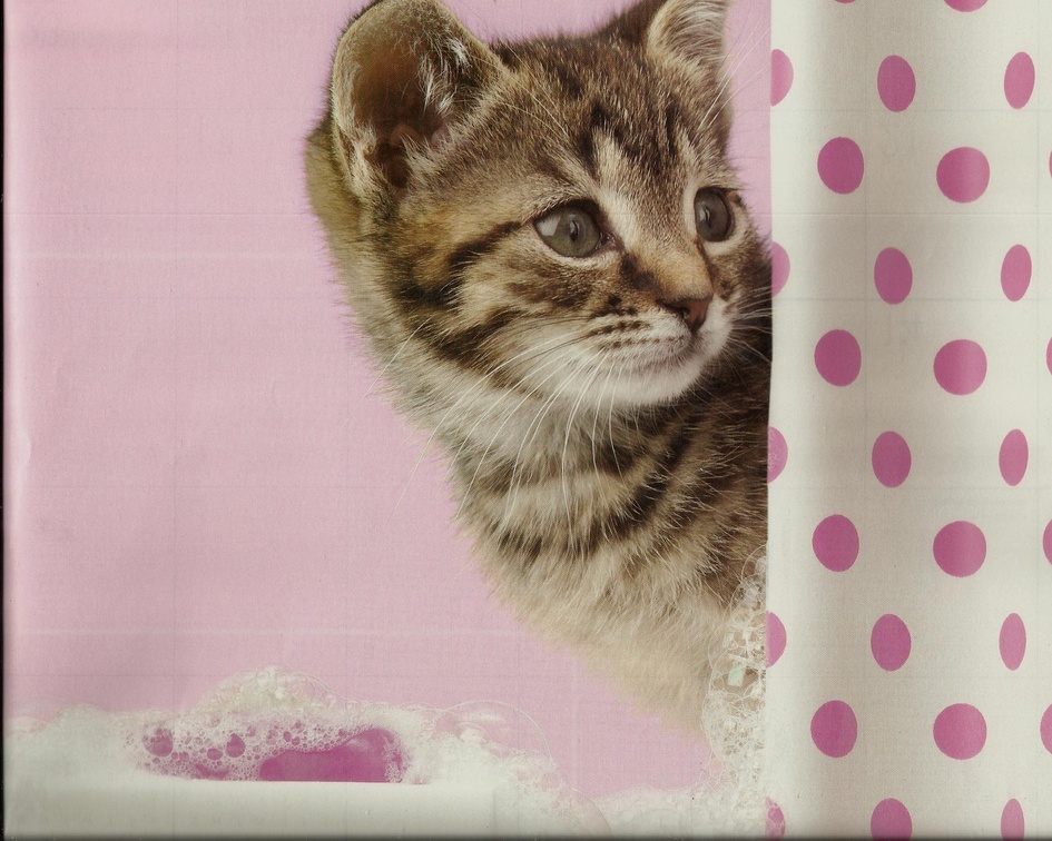 Kitten behind shower curtain
