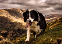 *** Dog in mountains ***