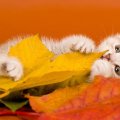 white kitty in a fall leaves