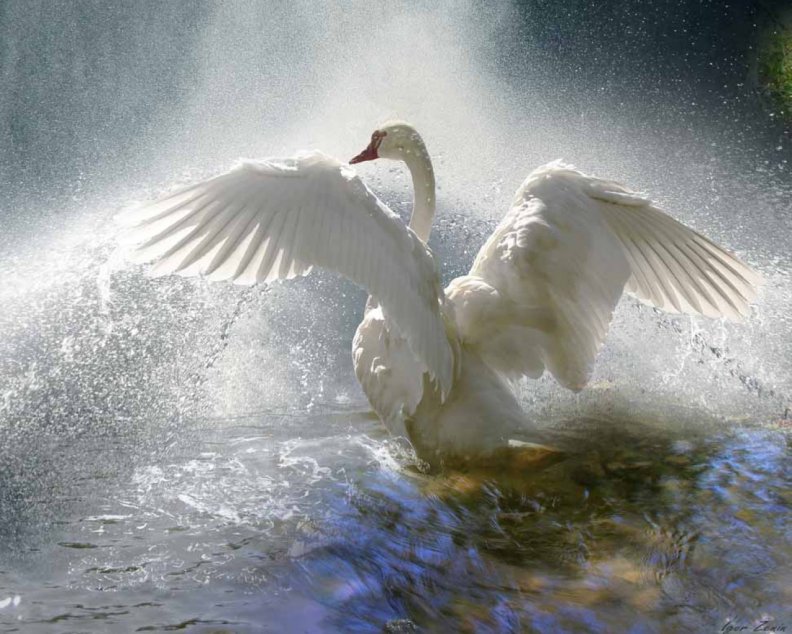 graceful_swan.jpg
