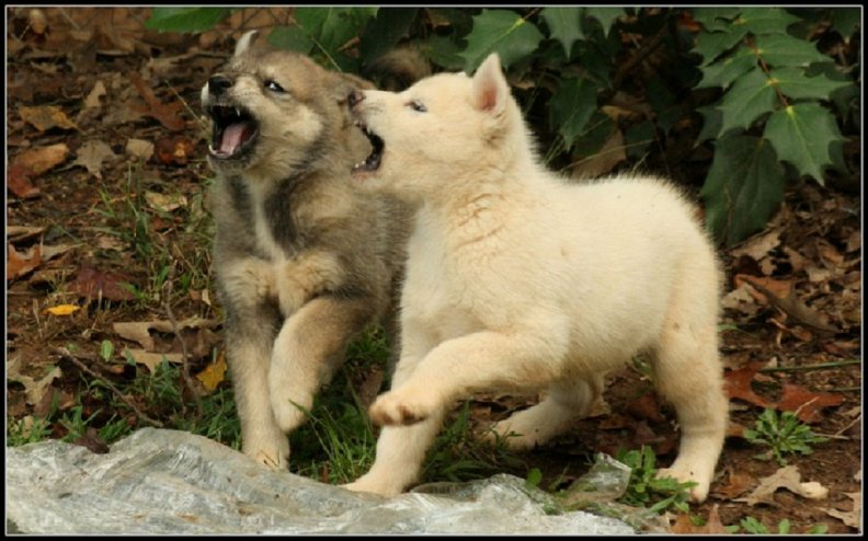 wolf_dogs_playing.jpg