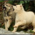 wolf dogs playing