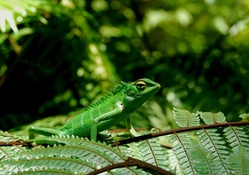 Green Lizard from Sri Lanka