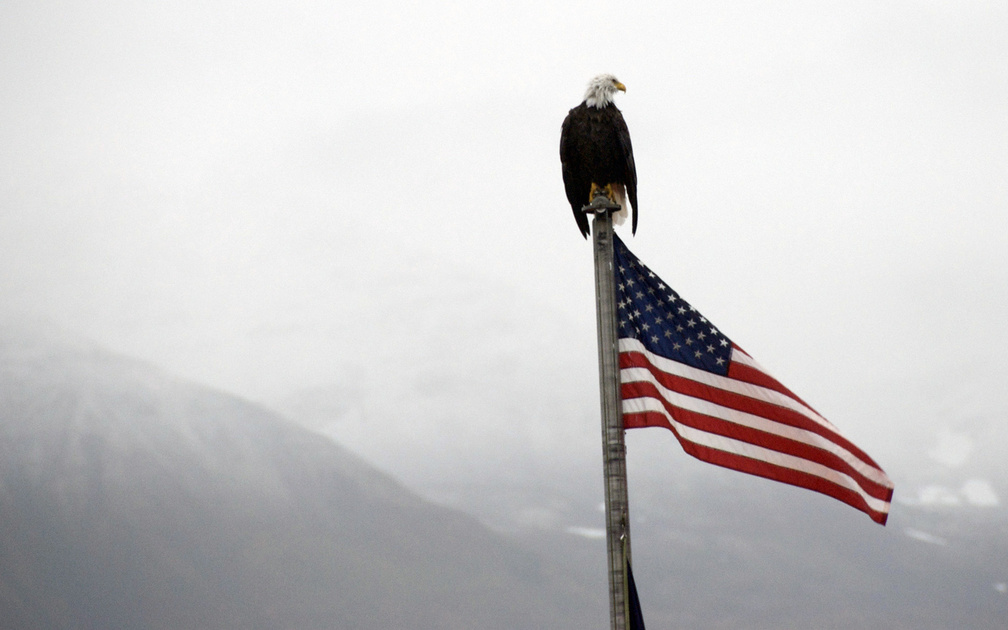 Bald Eagle on Flag Pole