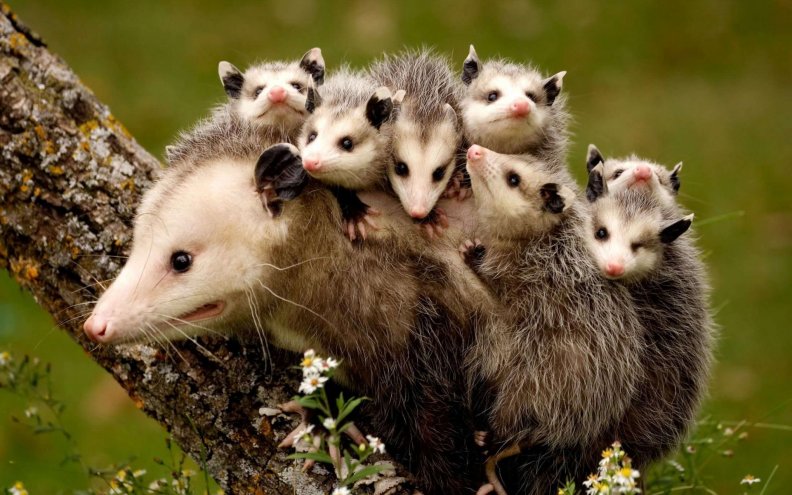 opossum_family.jpg