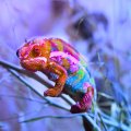 Colored chameleon