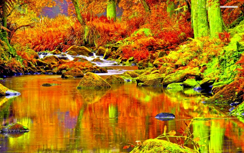 beautiful_golden_stream_in_the_forest.jpg
