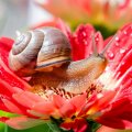 Snail on red flower