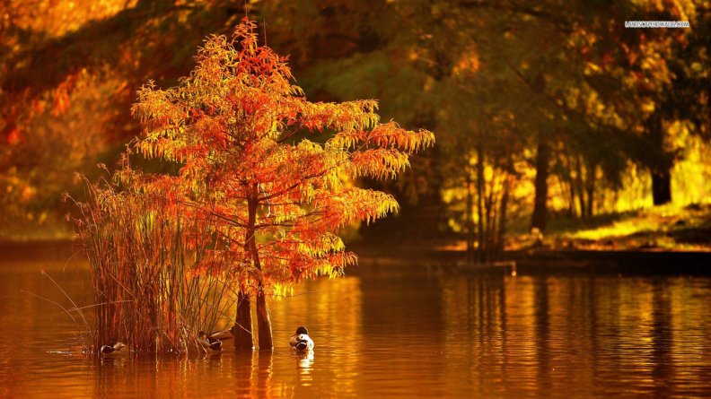 ducks_on_autumn_lake.jpg