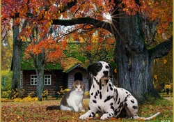 dog and cat,autumn