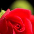 Amazing Macro Rose