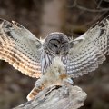 Owl_flying