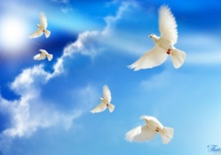 ~*~ Doves Peace ~*~