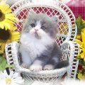 ♥ Cute Persian Kitty ♥