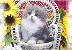 ♥ Cute Persian Kitty ♥