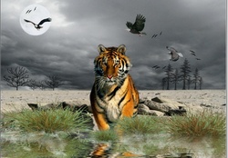Oasis tiger