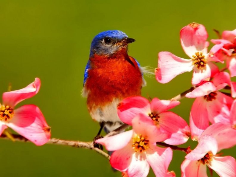 cute_little_bird_on_blooming_tree.jpg