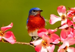 Cute little bird on blooming tree