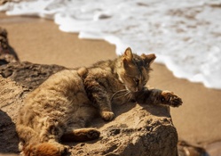 Cat in beach