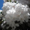 Pristine White Flowers