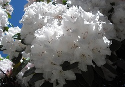 Pristine White Flowers