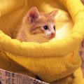 Curious kitten