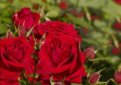 * Lovely roses *