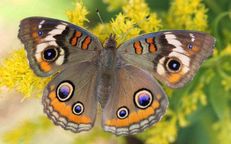 common_buckeye_butterfly.jpg