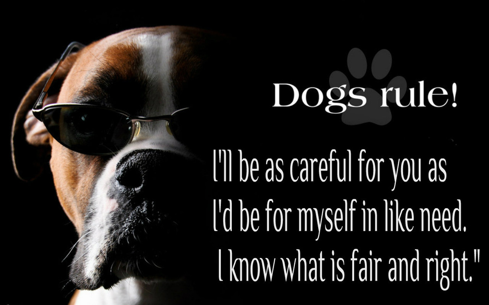 Dogs rule