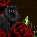 Black Cat Red Roses