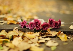 Autumn Roses