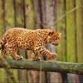 Panther cub