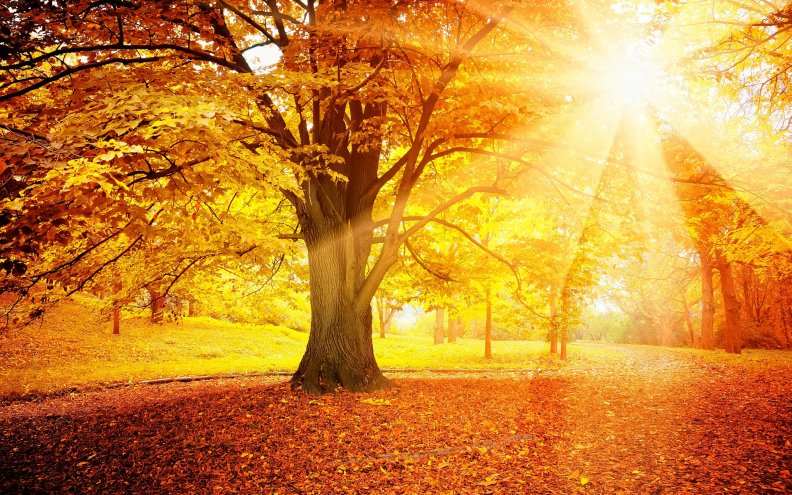 the_rays_of_the_sun_autumn.jpg