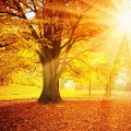 The rays of the sun _ Autumn