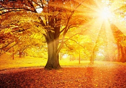 The rays of the sun _ Autumn