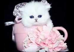 charming persian kitten in a teacup
