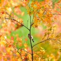 Sparrow Among Fall Leaves