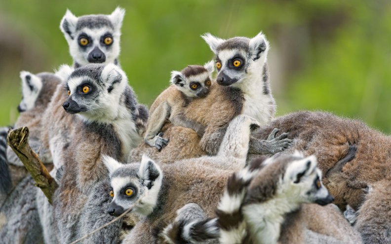 lemurs_family.jpg