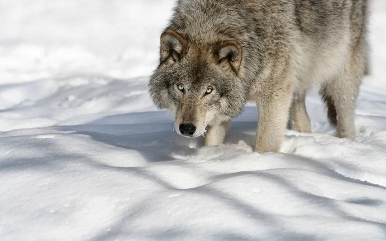 winter_wolf.jpg