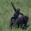 Funny Gorillas