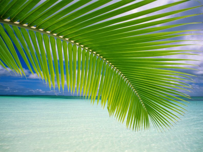 palm_tree_beach.jpg