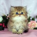 kitty with a flowers