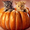 pumpkin kittens