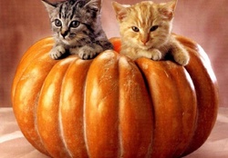 pumpkin kittens